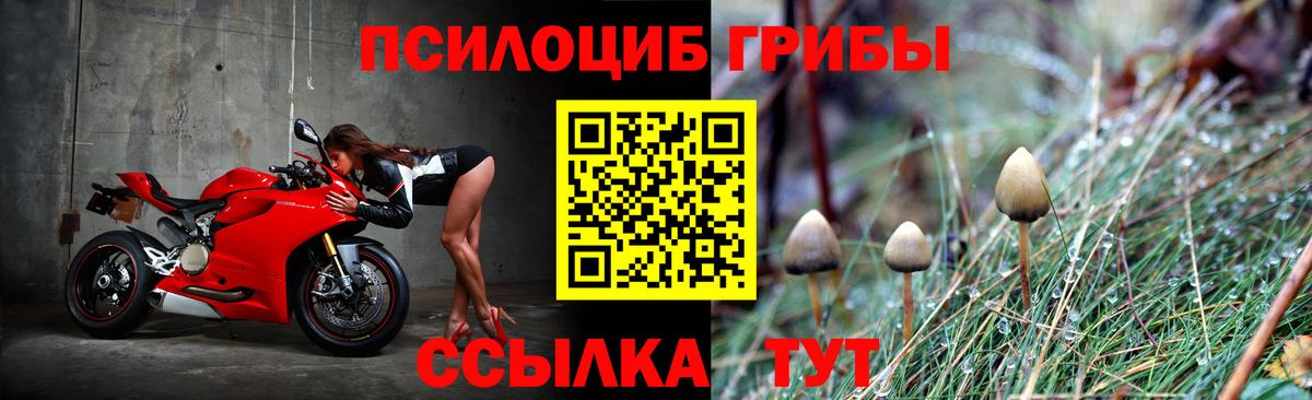 Галлюциногенные грибы Psilocybine cubensis Сегежа